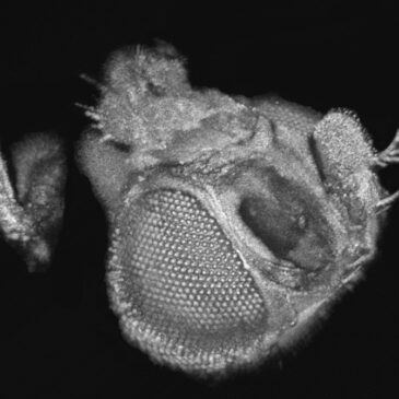 Fruit fly head imaged with GDOCM